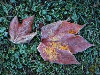 Zarter Raureif auf buntem Blatt Wilden Weins